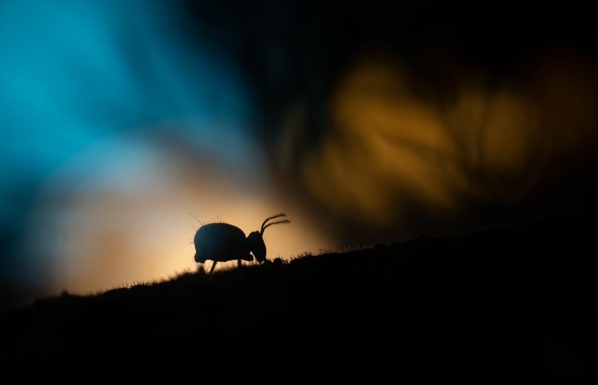    Номинация «Макромир». Людмила Бегунова, photo.rgo.ru