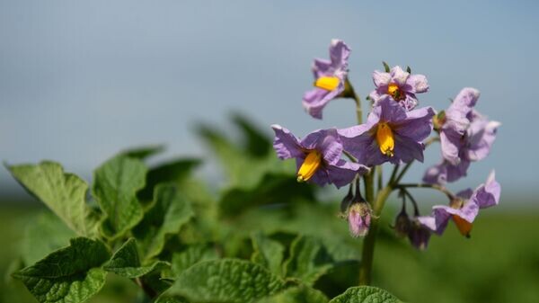    © Sputnik / Павел Лисицын