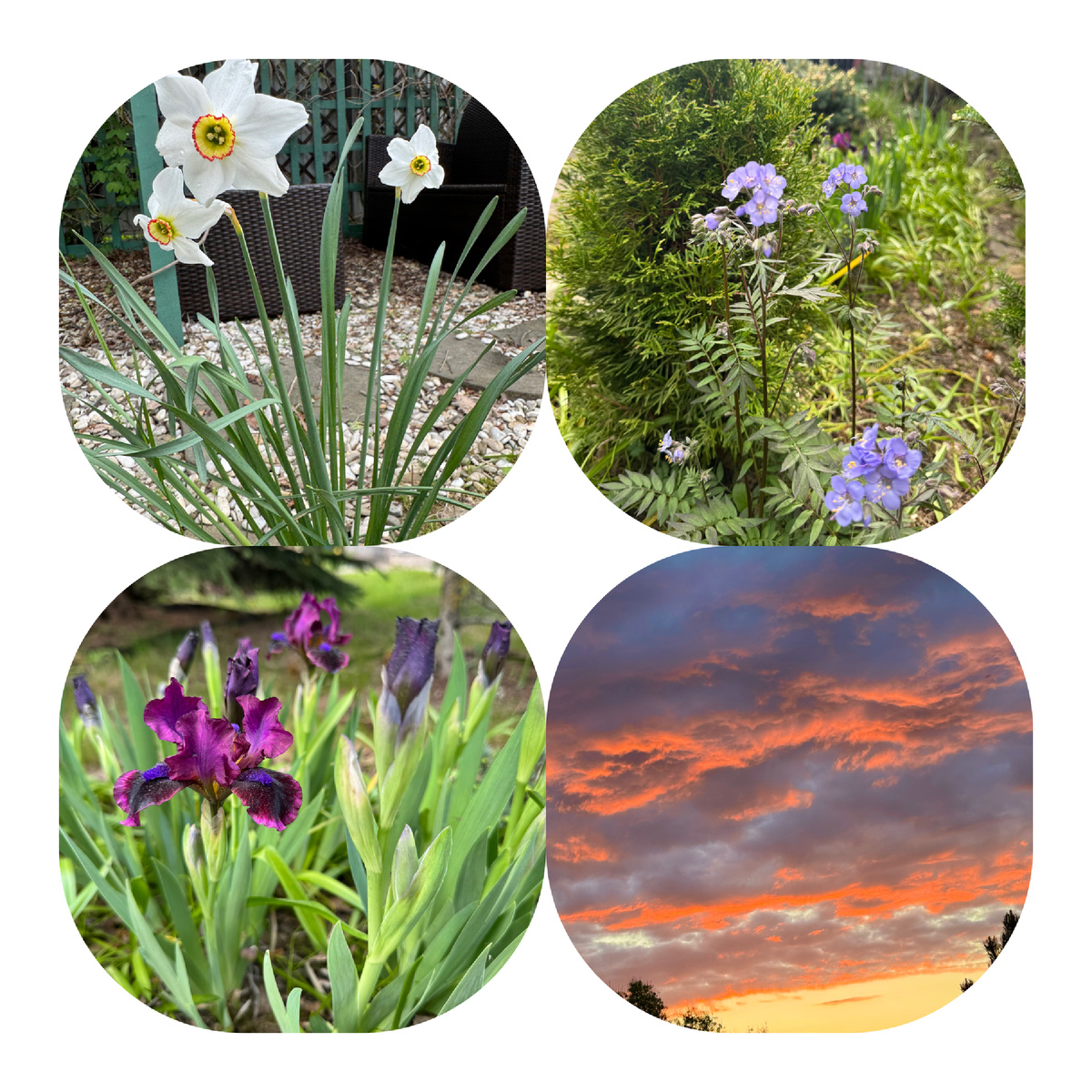 Коллаж из моих архивных фото, фото Сад в стиле Paradise ®