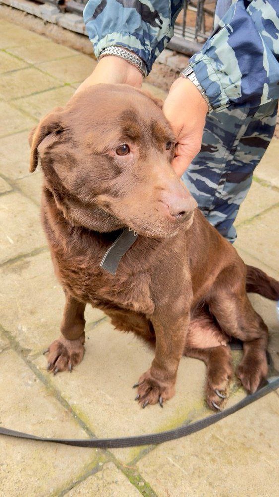    Четвероногие полицейские Нягани геройски завершили службу и готовы защищать вашу семью