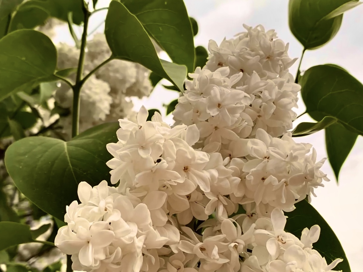 Кисть набитая и длинная 