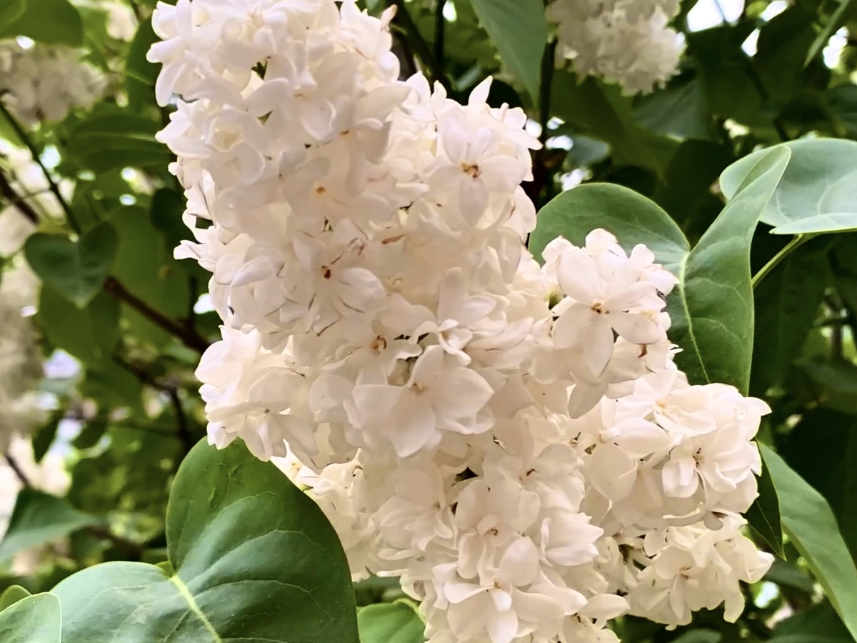 Сирень сорта «Защитникам Бреста»