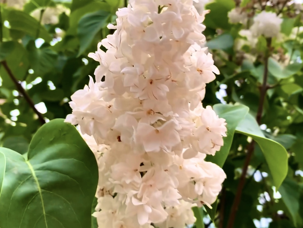 Сирень немного уже начала отцветать, но все-равно очень хороша