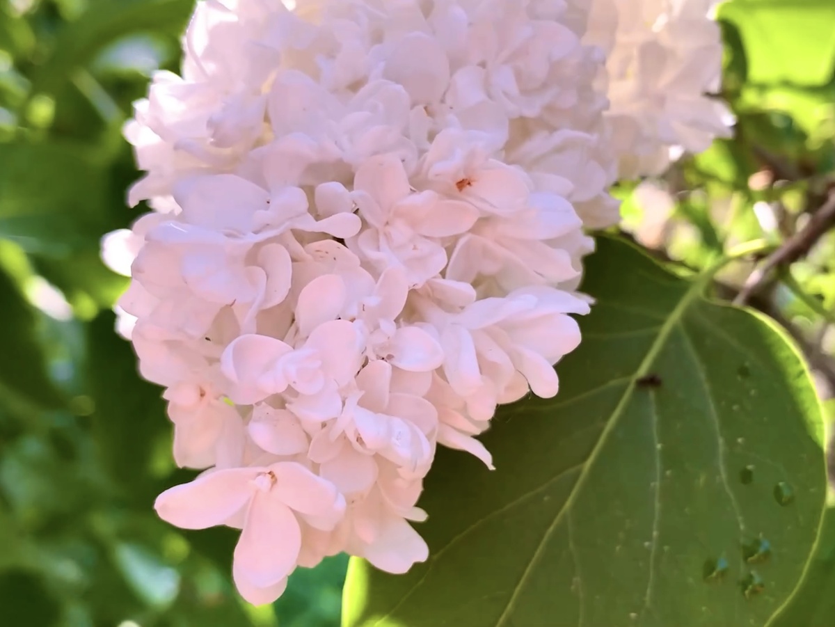 Сирень сорта «Советская Арктика»