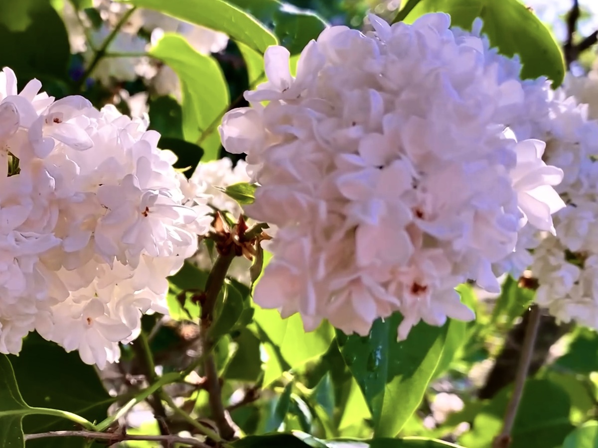 Цвет сирени - изысканно-белый