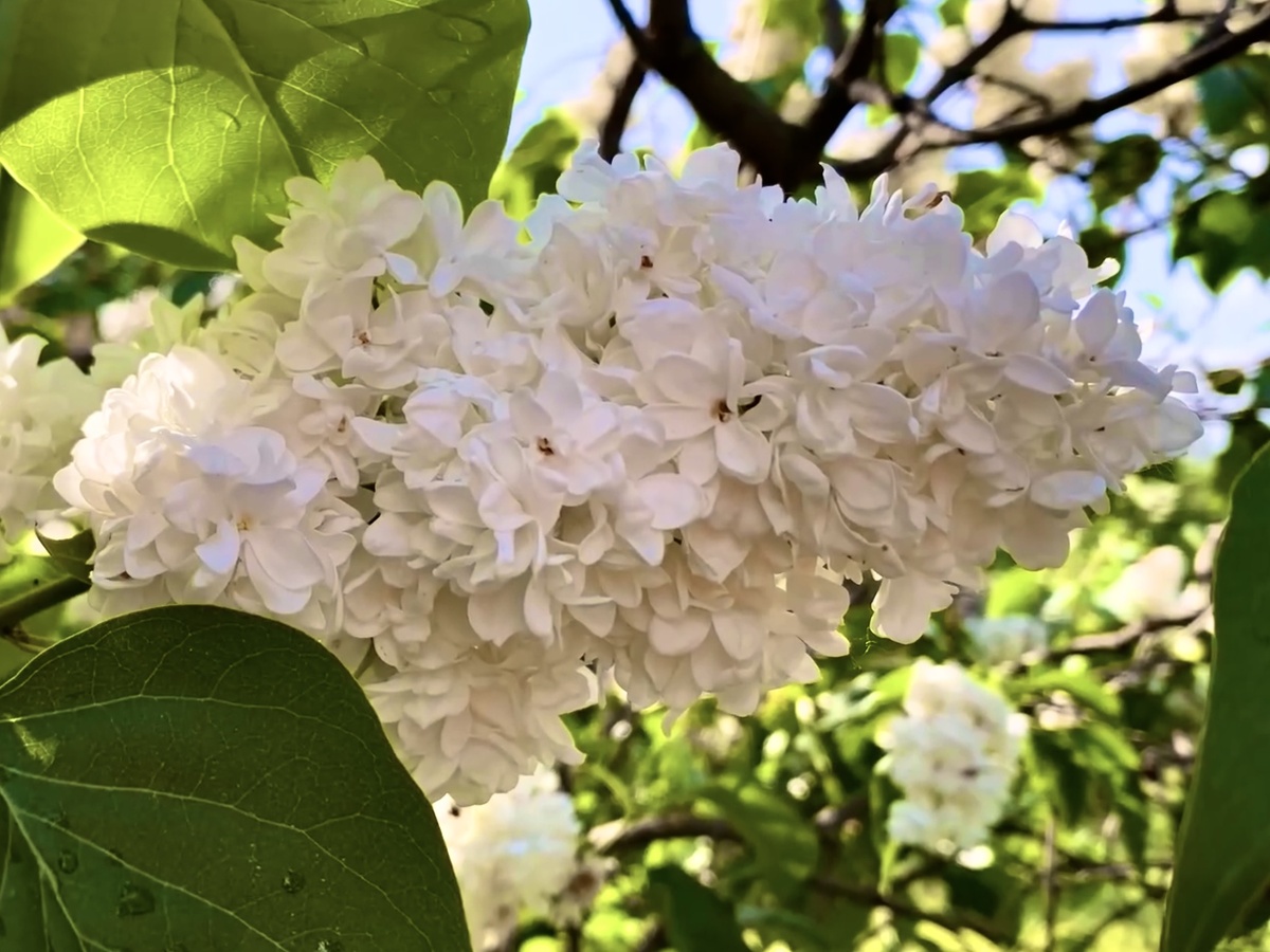 Кисть среднего размера, плотная