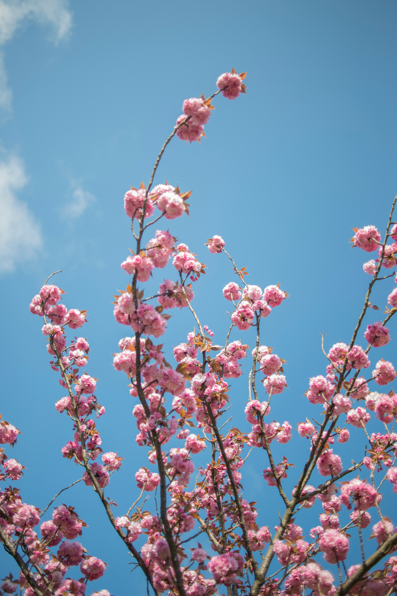 Сакура в цвету