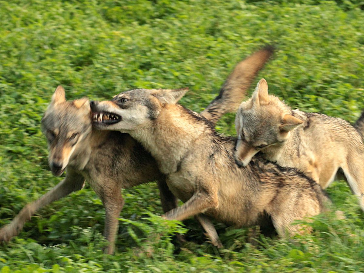 Несмотря на то, что запах тела активно сигнализирует самцам о наступлении «плодотворного» этапа, первое время дама строит из себя недотрогу. Какой смысл подпускать ухажёра раньше времени? Фотография: _pavan_, CC BY 2.0