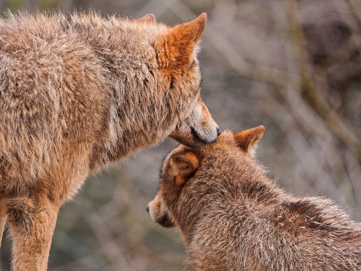 tambako, CC BY-ND 2.0