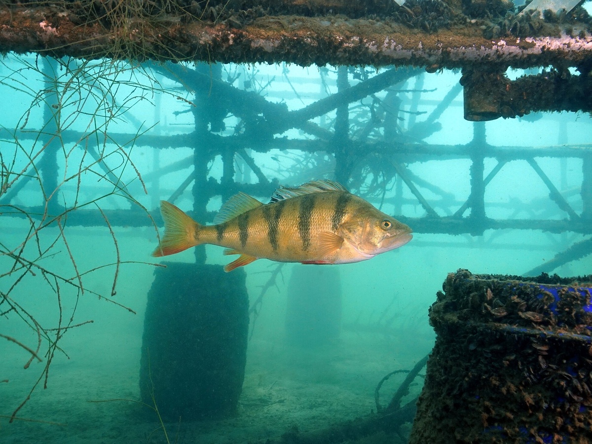 Lorenz Seebauer, CC BY-SA 4.0