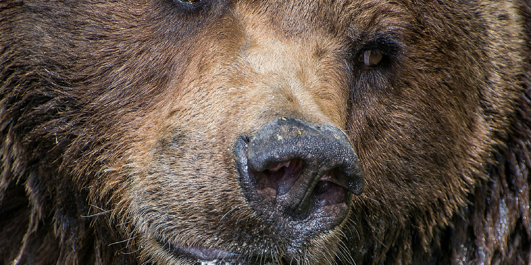 Как устроена берлога бурого медведя и чем там пахнет кроме мёда