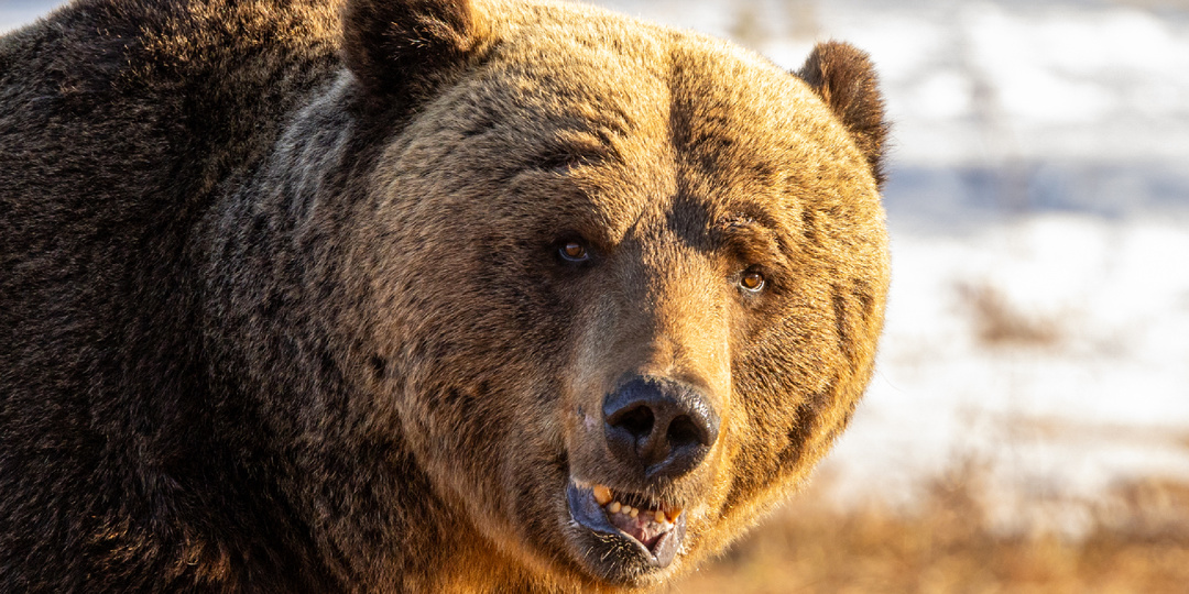 Как устроена берлога бурого медведя и чем там пахнет кроме мёда