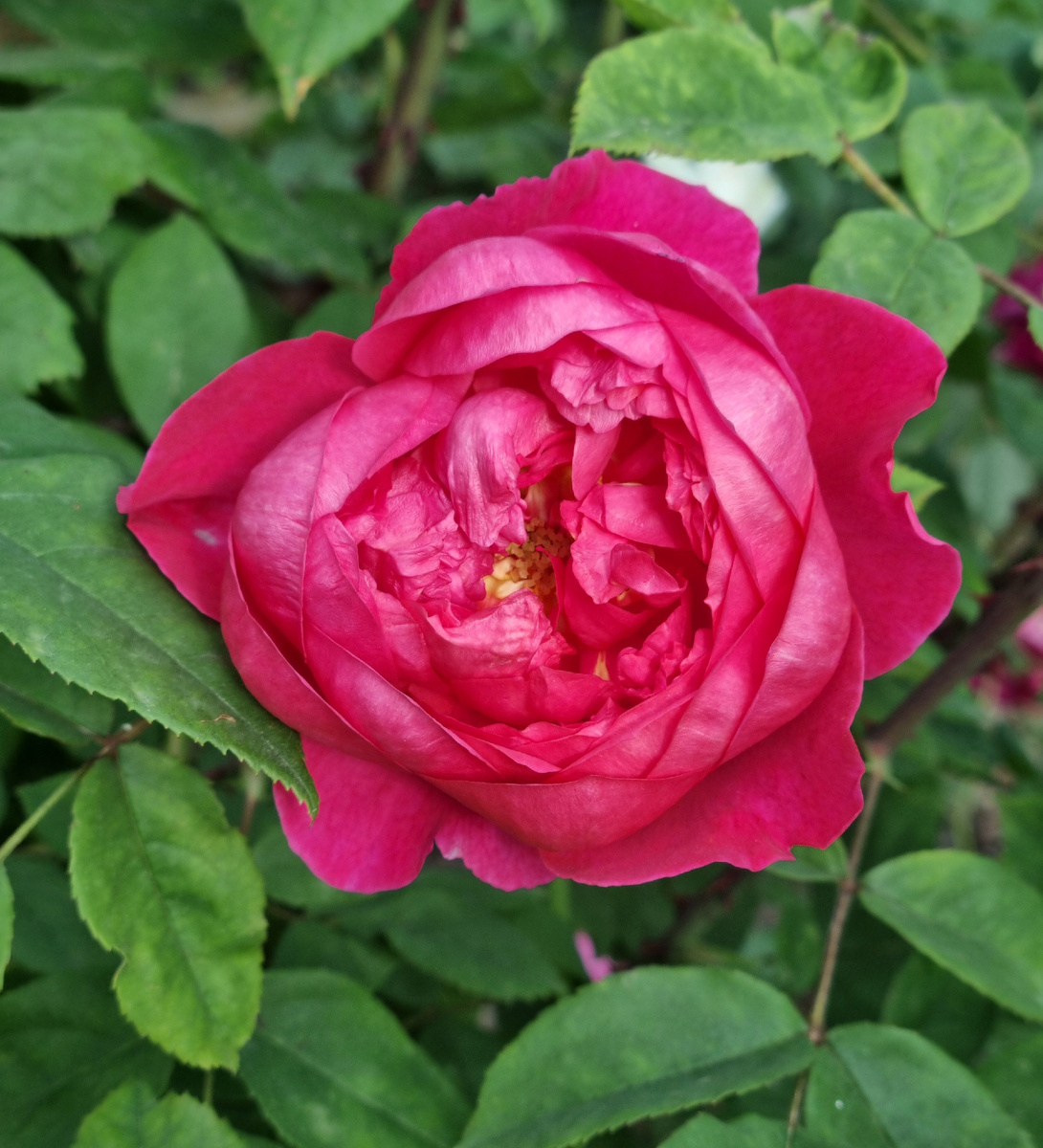 Роза Бенджамин Бриттен. Коллекция роз Зеленой леди