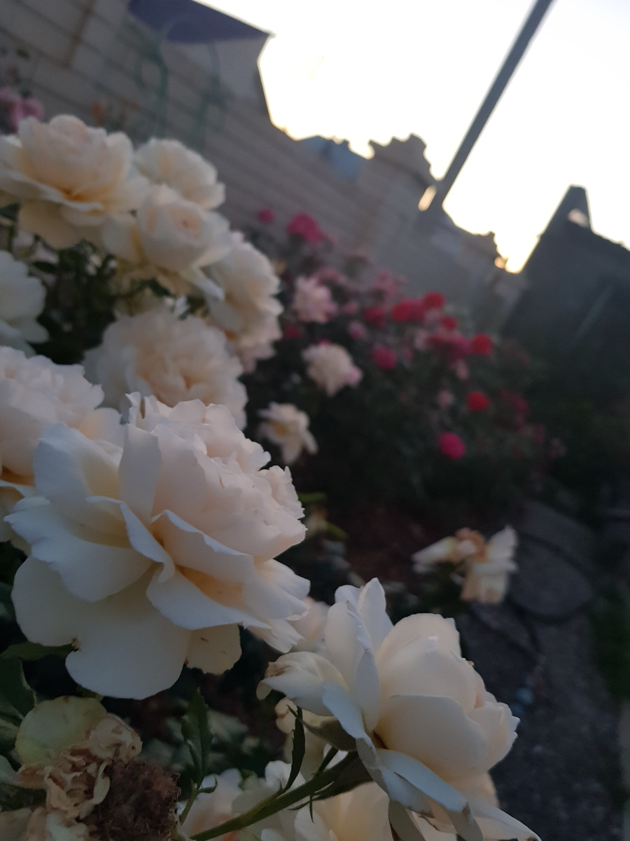 Роза Анна де Киев. Коллекция роз Зеленой леди. 