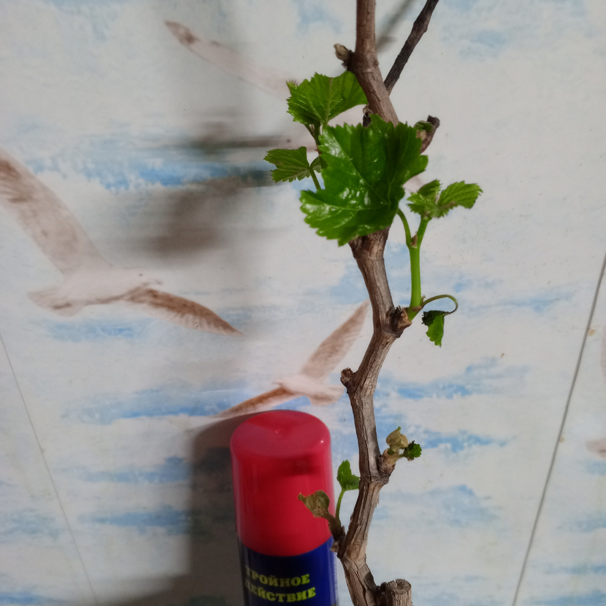 Бьянка с препаратом от клещей