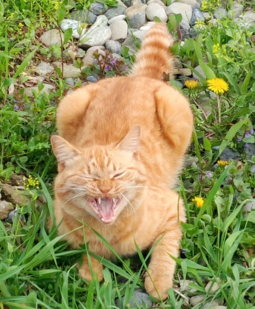 Вот такой Рыжик