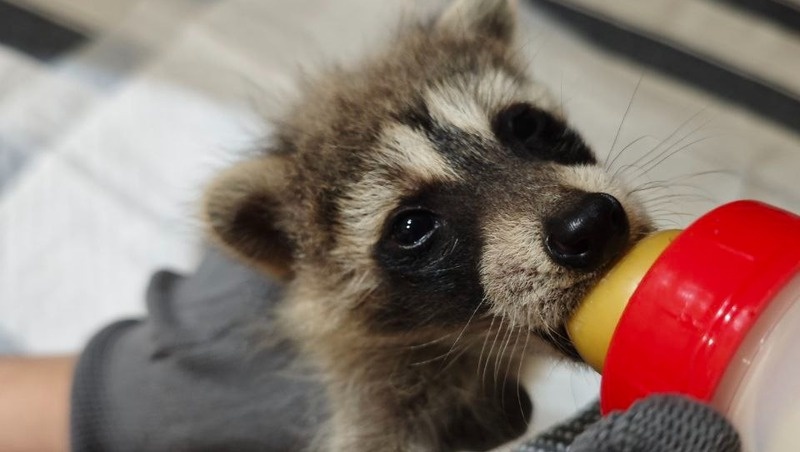      Фото: волонтёрская организация «Пеликан»