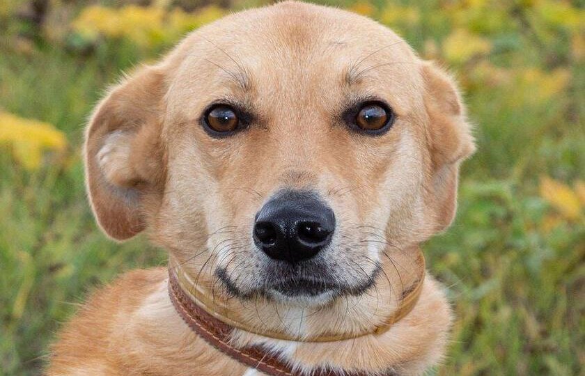 Поможем накормить сотни собак и кошек в приютах по всей России