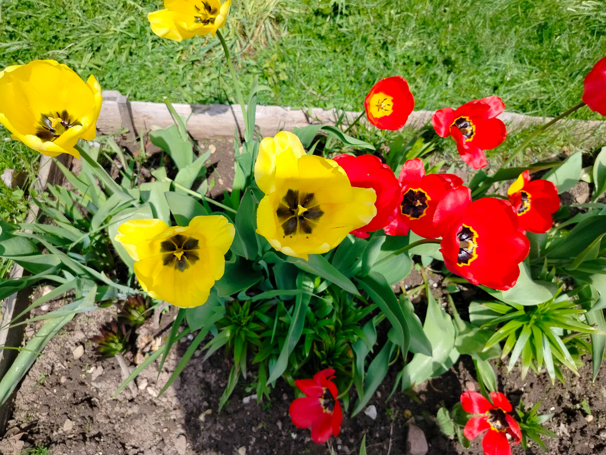 Фото моих еще цветущих на момент стемки тюльпанов, на сей день уже отцВетших и местами стеденых козами. О чем писала ранее. Фото автора 