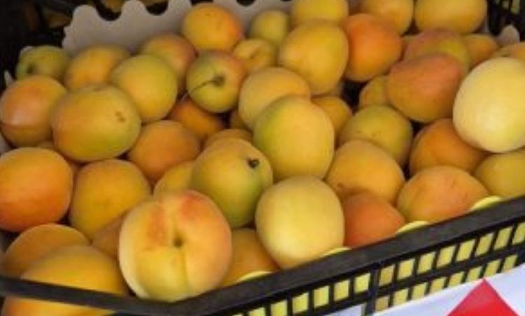    Карантинные трипсы ехали в Россию в крупной партии абрикосов