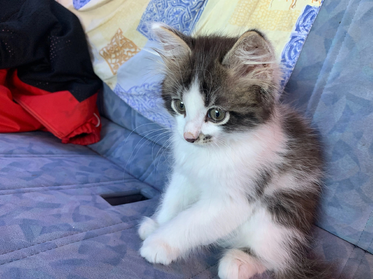 Мурчик - это новая кличка. Раньше мы называли котёнка Васильком. 