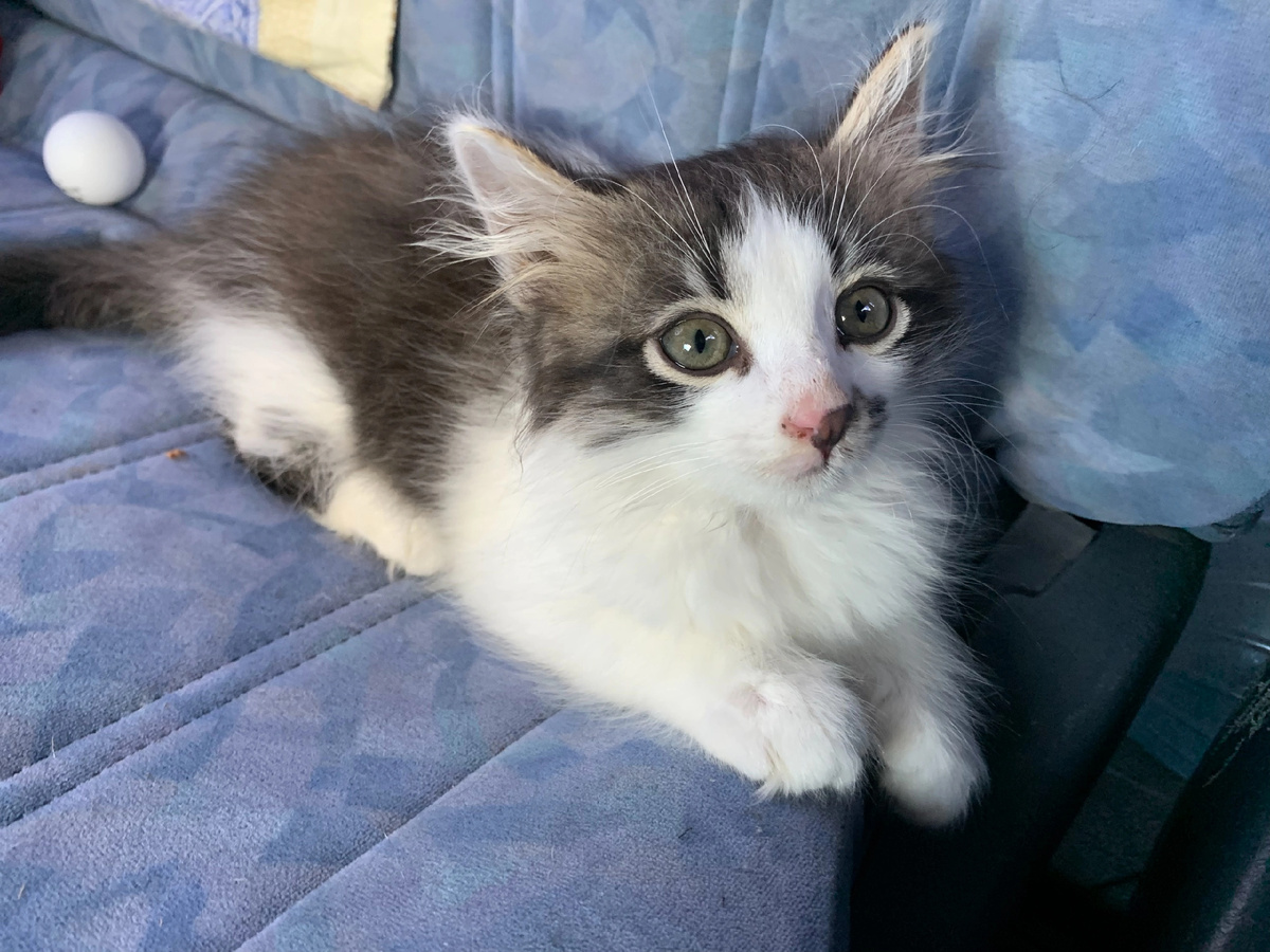 Мурчик даже не успел понять, куда и зачем его возили