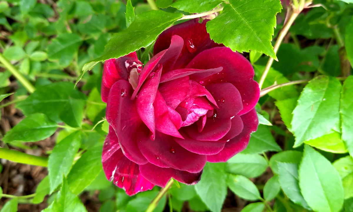 ©Фото: Зелёная леди: сад, семья и томатный сок