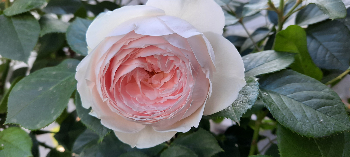 ©Фото: Зелёная леди: сад, семья и томатный сок