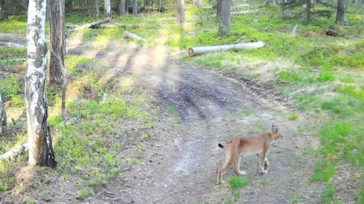 Фото Окского заповедника