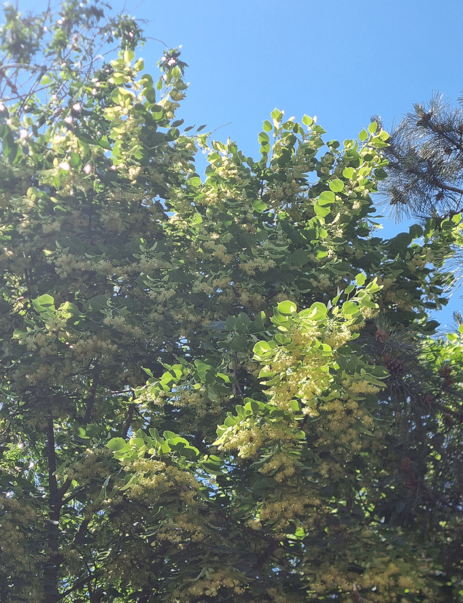 Цветущая липа. Бульвар Победы. Астрахань 