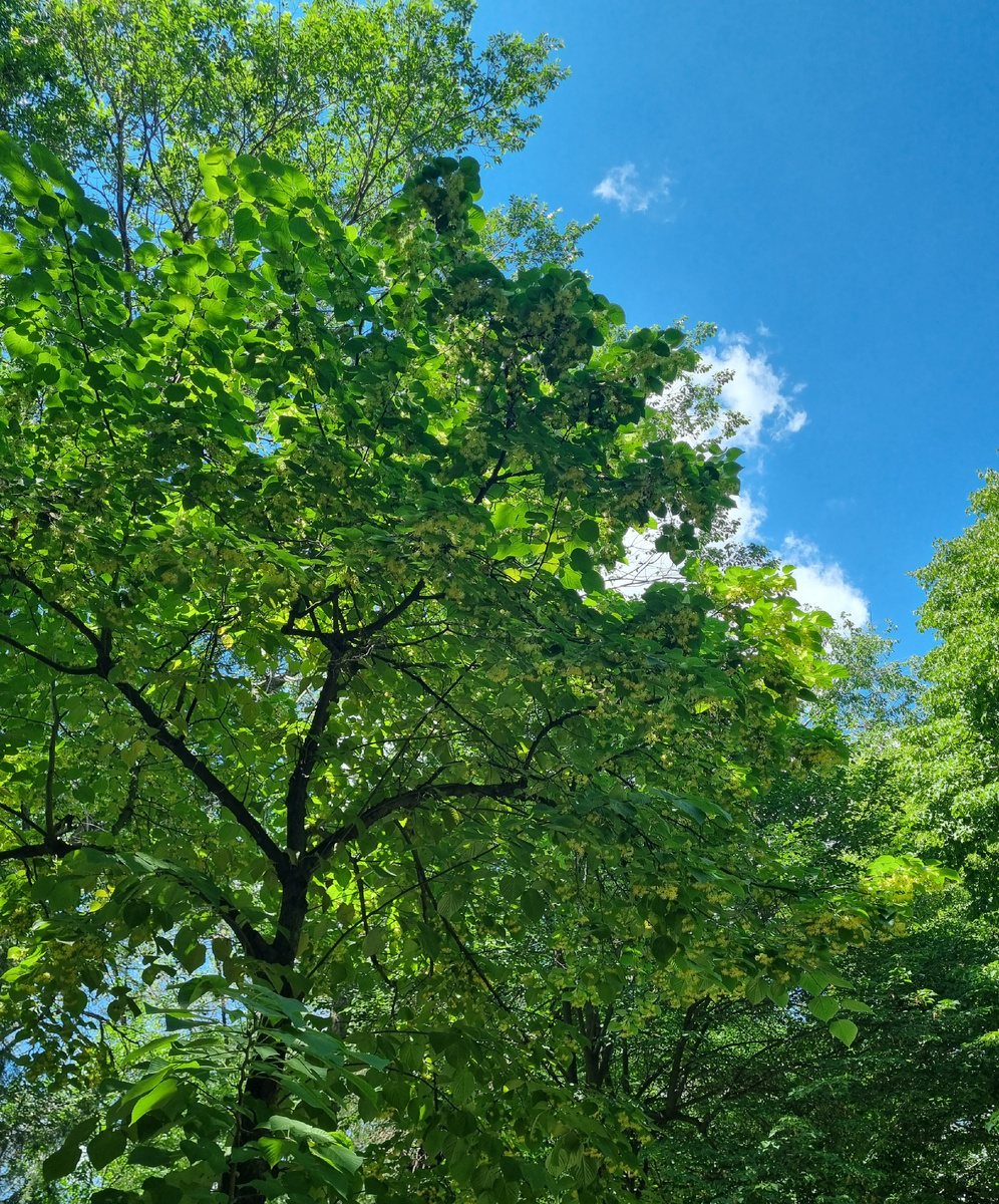 Зелёное, голубое и аромат липы. Стояла и дышала, пока на меня не стали оборачиваться люди ☺️