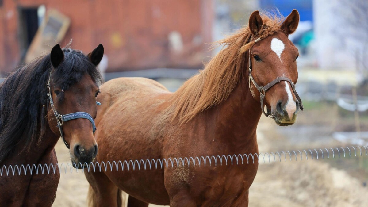    Фото: Юлия Чудинова/«Ямал-Медиа»