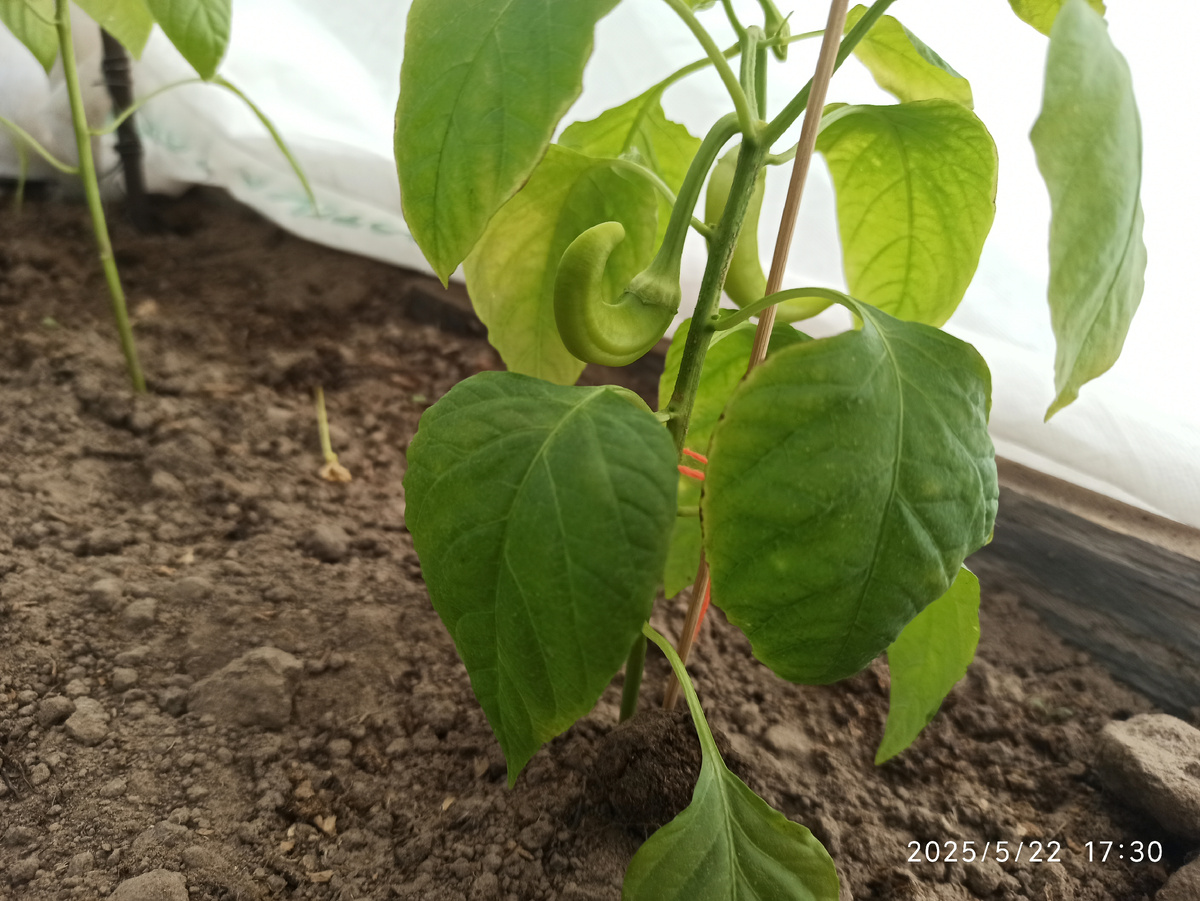 Сибирский экспресс