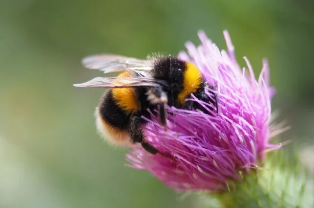    Что делать если ужалил шмель? Пошаговая инструкция