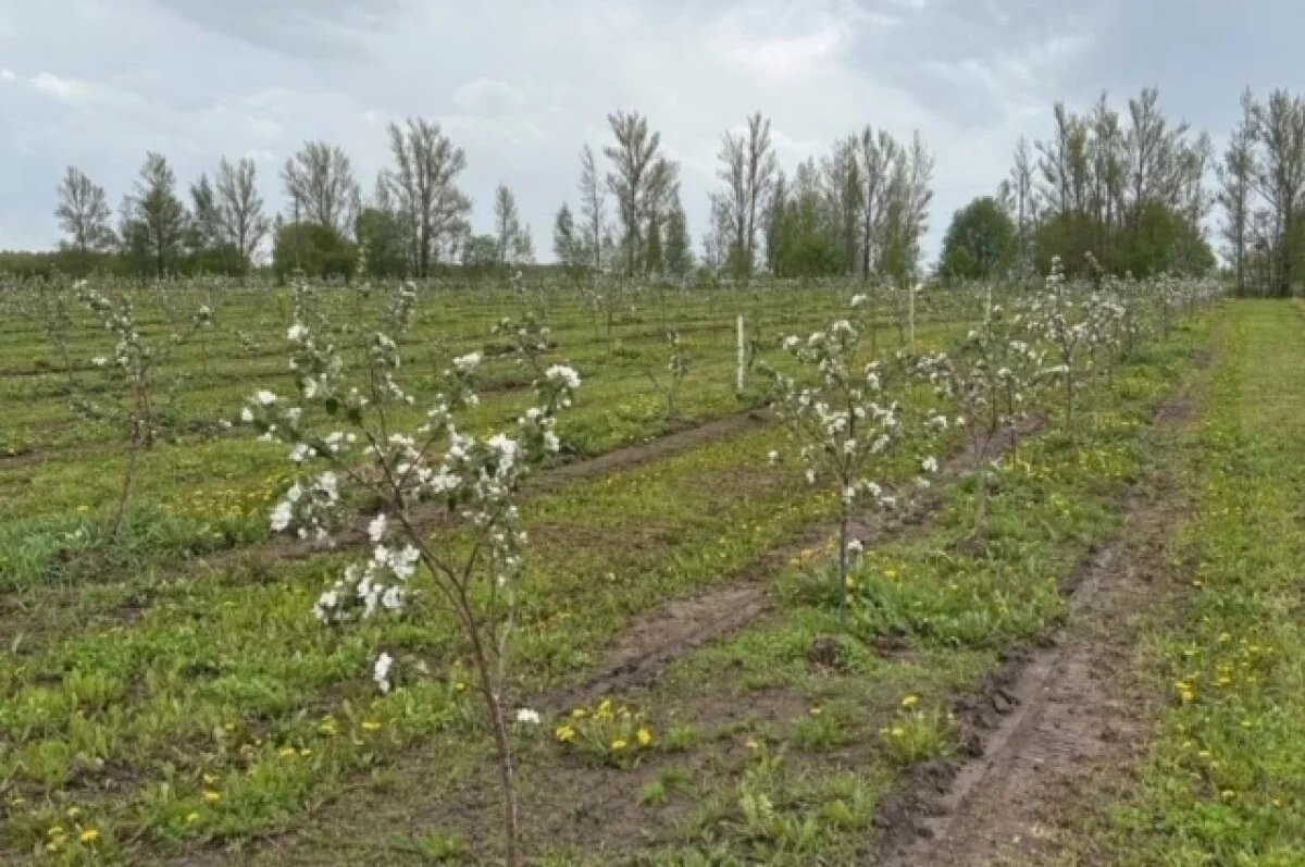    Зацвели ярославские промышленные сады