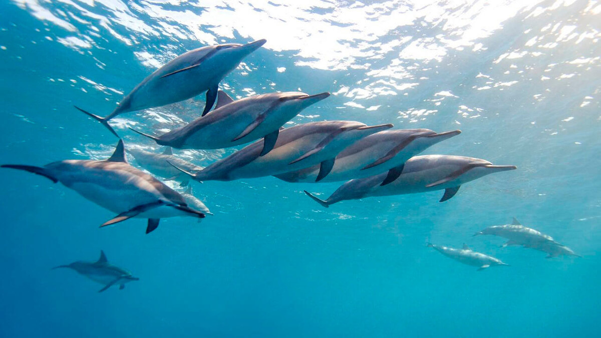 На Мальдивах обитают дельфины нескольких видов