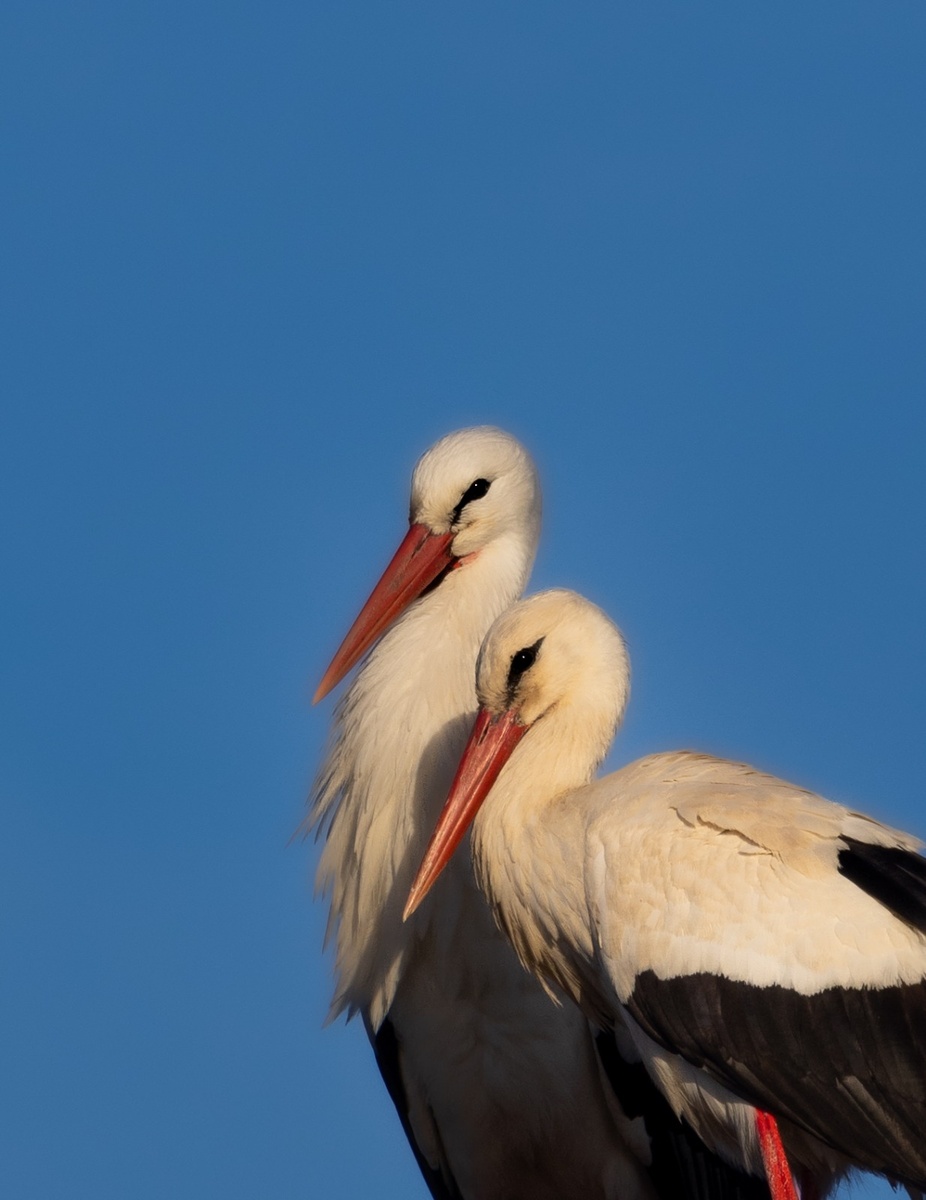 Белые аисты!