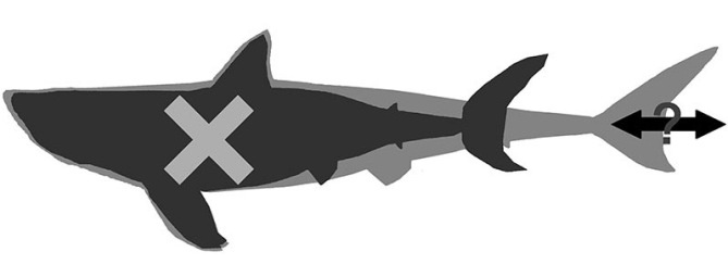 Примерные размеры мегалодона. 