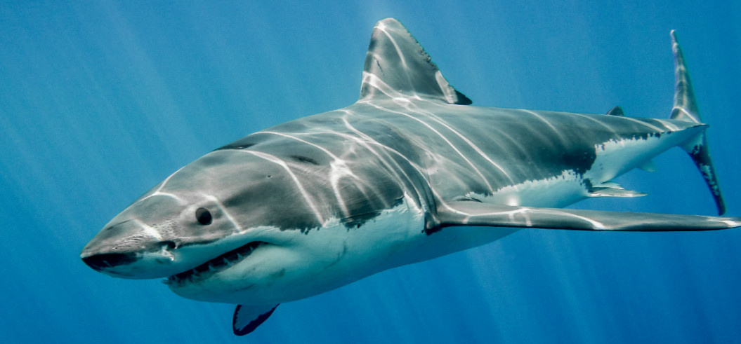 Большая белая акула.