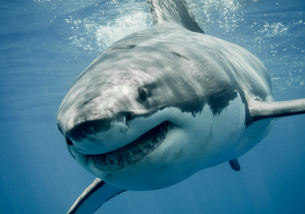 Большая белая акула.