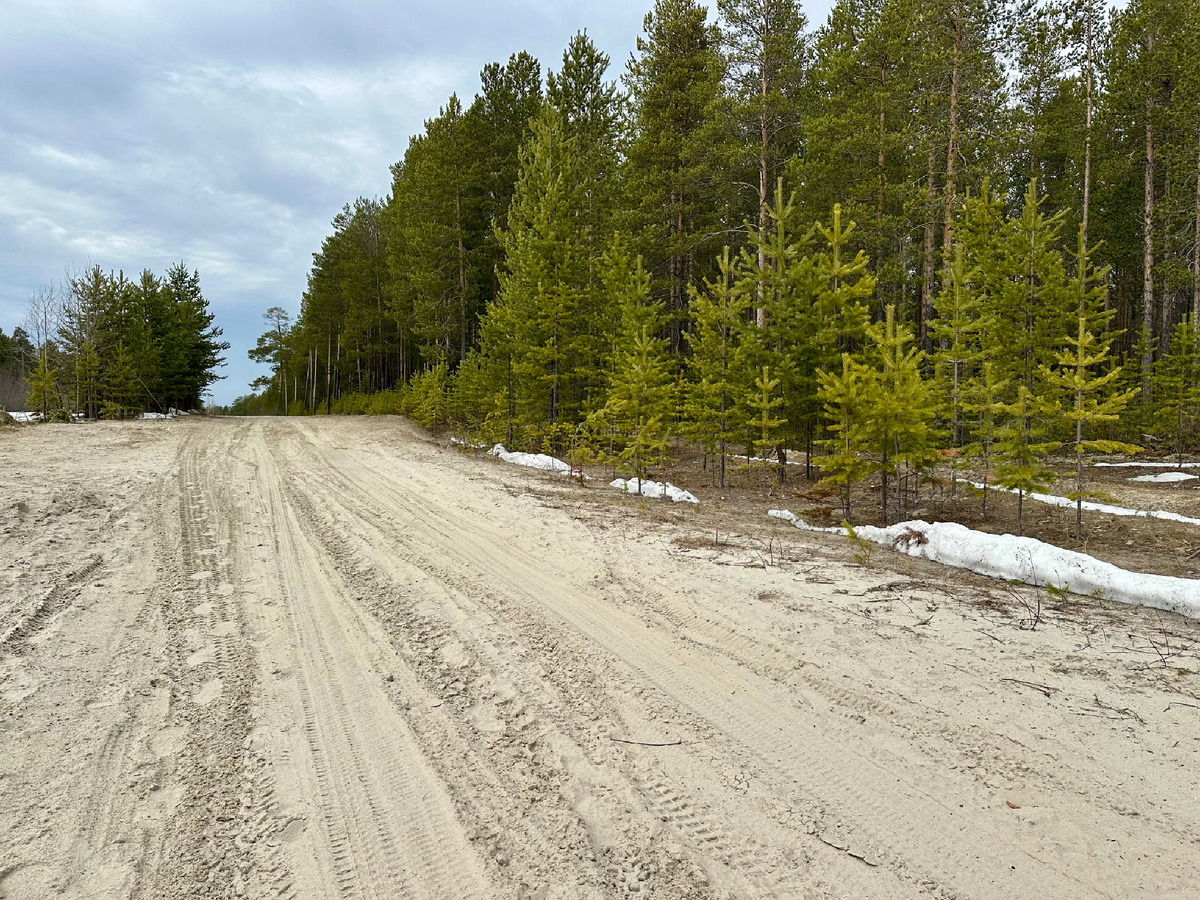 Лесной пейзаж в ЯНАО.