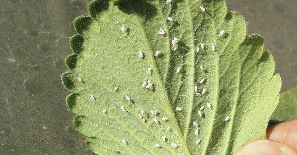 Как избавиться от белокрылки на клубнике: эффективные методы борьбы