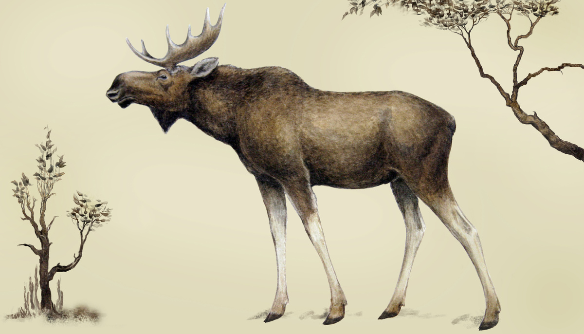 Лось. Изображение из коллекции Дарвиновского музея
