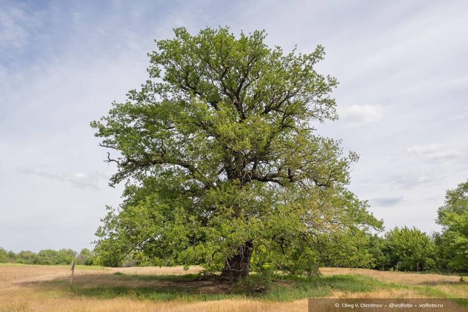    Фото: Олег Димитров / "Городские вести"