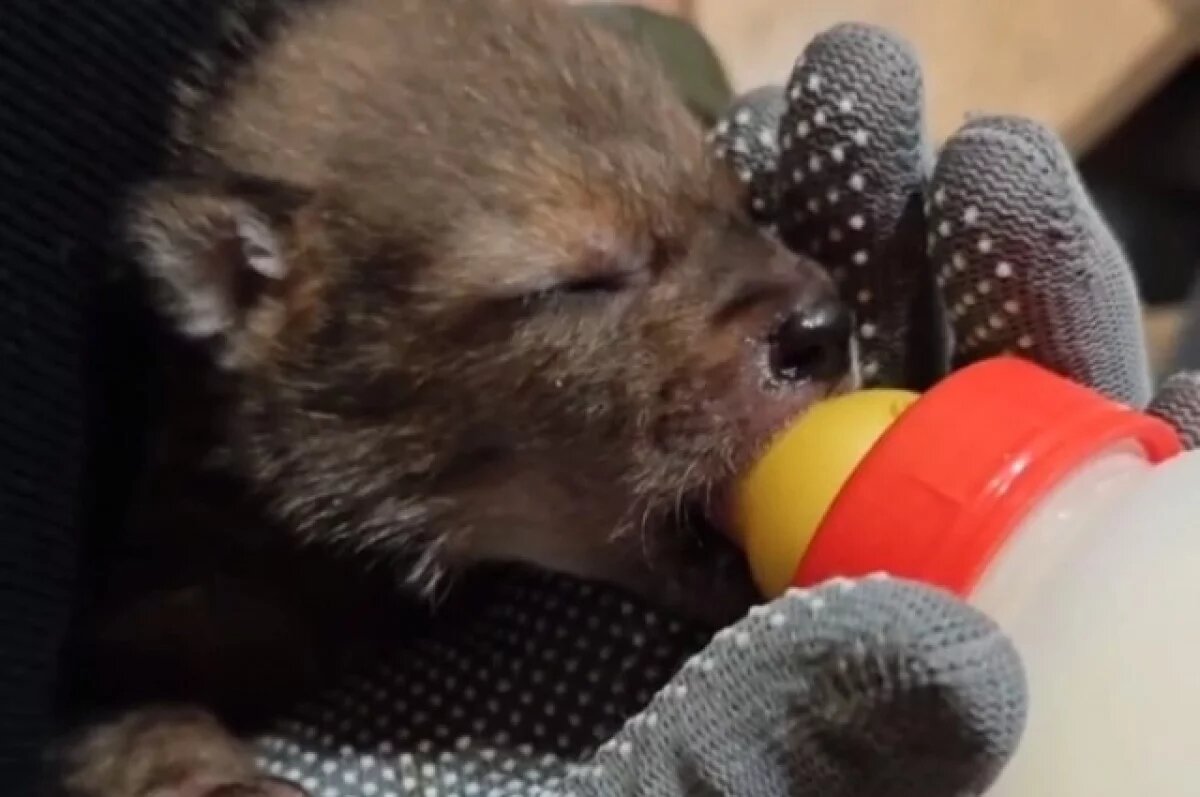    Ставропольский центр «Пеликан» спасает более 20 детёнышей диких животных