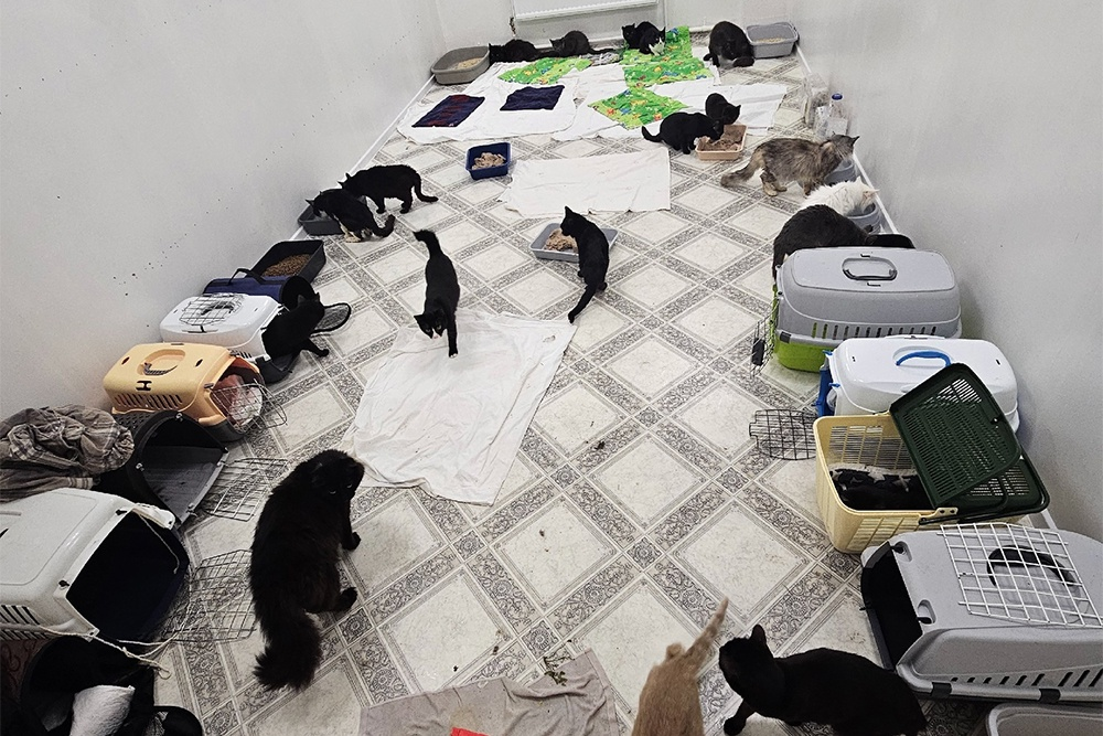 Псковская некоммерческая организация "Зоозащита" / Вконтакте