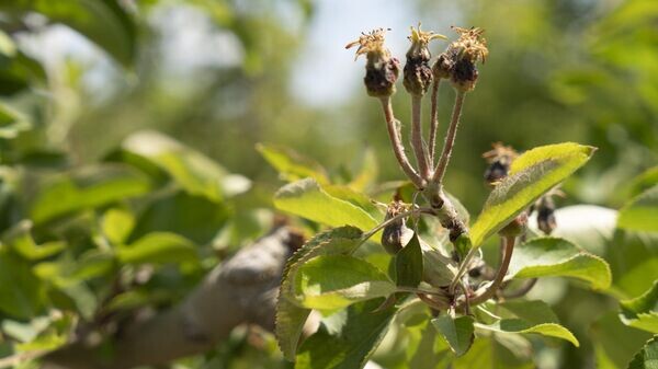    © РИА Новости Крым