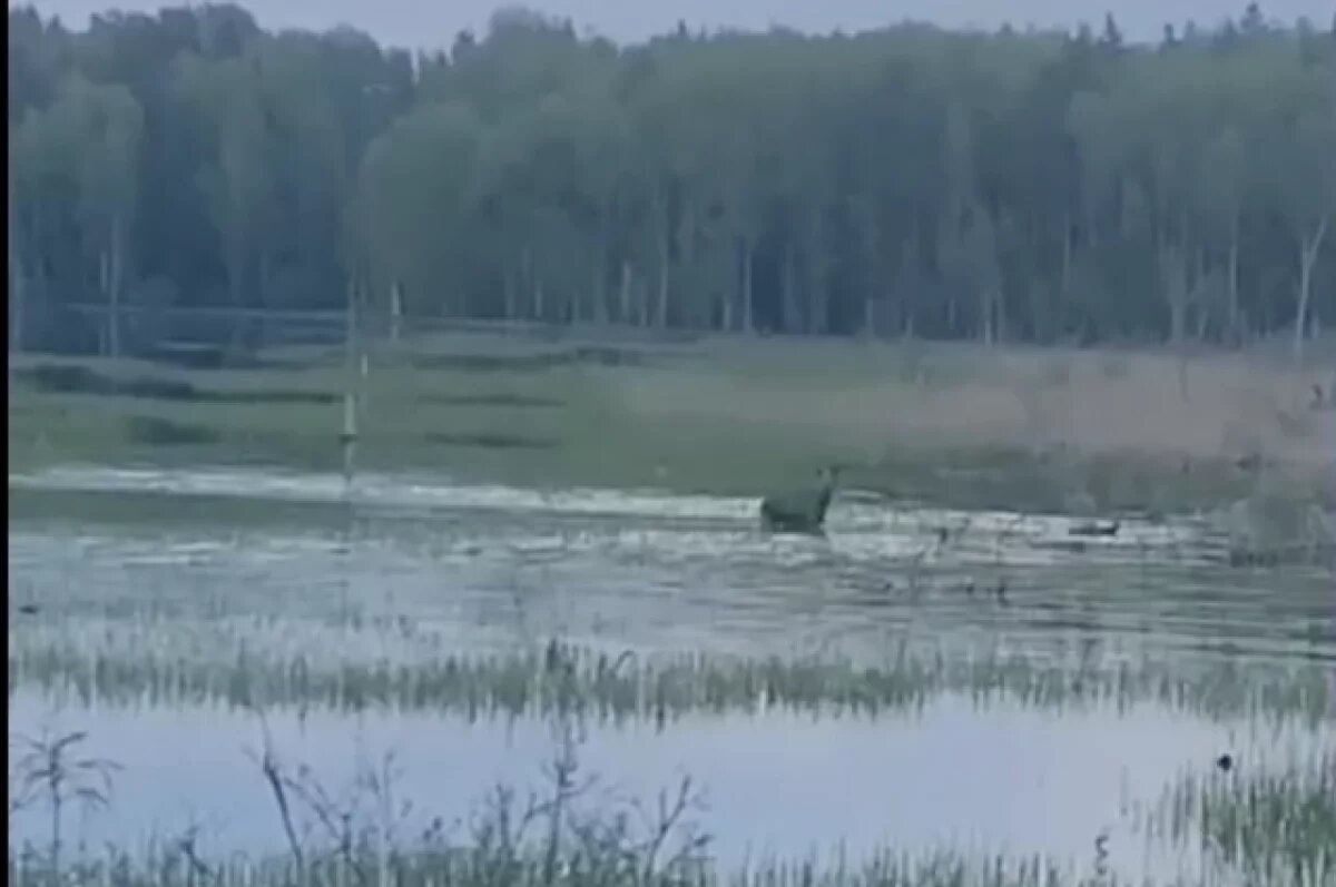    В Тверской области лосиха учила детёнышей плавать и попала на видео