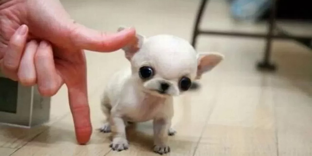 Самые маленькие собаки в мире: мини-компаньоны с большим сердцем