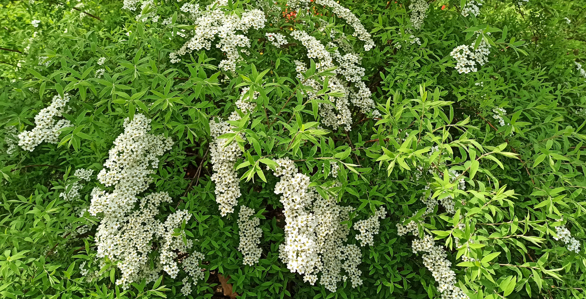 Спирея, если не ошибаюсь